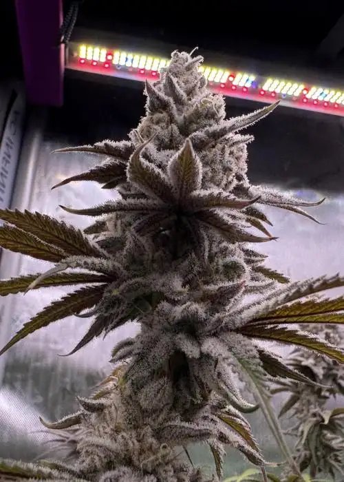 Apple Fritter S1 from Clearwater Genetics feminized seeds