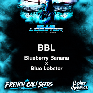 Buy Blueberry Lobster Cannabis Seeds by Cipher Genetics