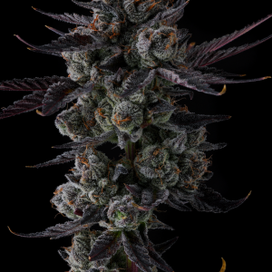 Any Day from Compound Genetics feminized seeds