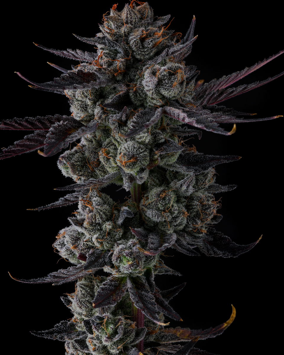 Any Day from Compound Genetics feminized seeds