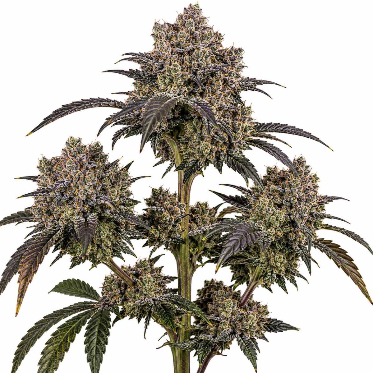 Apes in Space from Exotic Genetix feminized seeds
