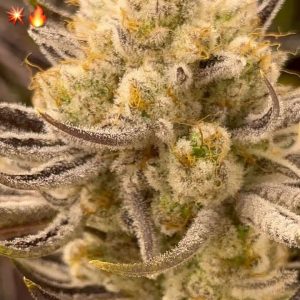 Cobra Chi from Beleaf Cannabis feminized seeds