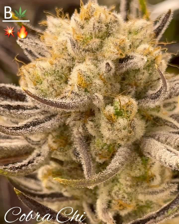 Cobra Chi from Beleaf Cannabis feminized seeds