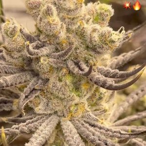 Flyin' Hawaiian from Beleaf Cannabis feminized seeds