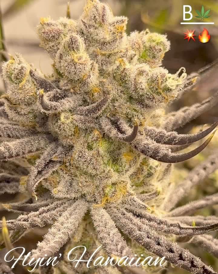 Flyin' Hawaiian from Beleaf Cannabis feminized seeds
