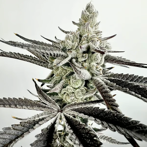 Boom Squad by Exotic Genetix Feminized Seeds