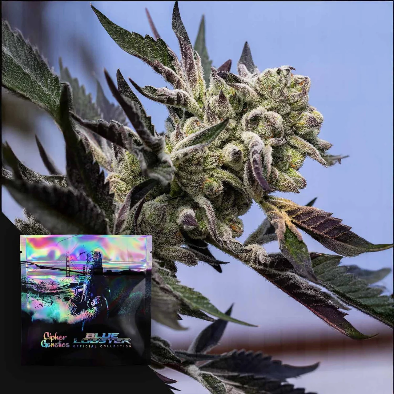 Blueberry Lobster from Cipher Genetics feminized seeds - Image 2
