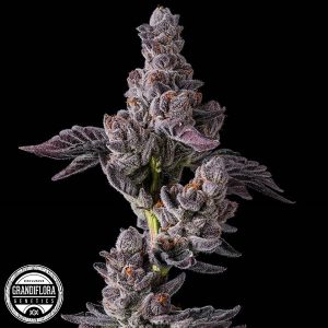  Oh-Asis from Grandiflora Genetics Regular Seeds