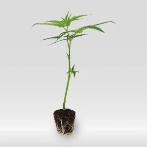 ACAI GELATO X SHERB BX1 (CLONES)