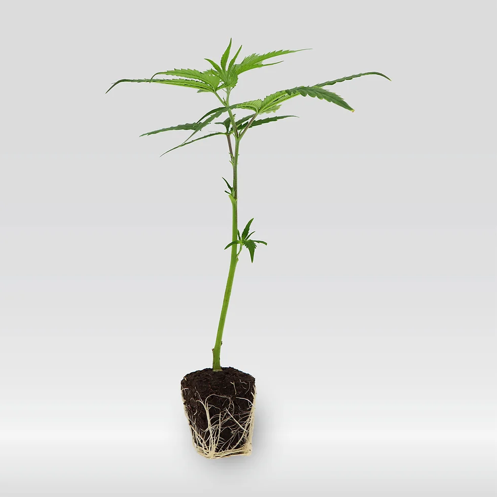 ACAI GELATO X SHERB BX1 (CLONES)