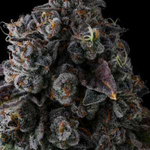 Crystal Chalice from Compound Genetics feminized seeds