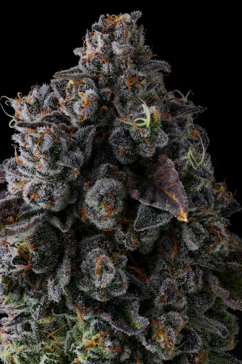 Crystal Chalice from Compound Genetics feminized seeds