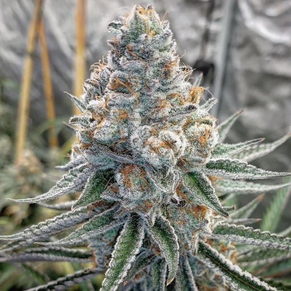 Dosidos x Birthday Cake Regular Seeds for Sale Online