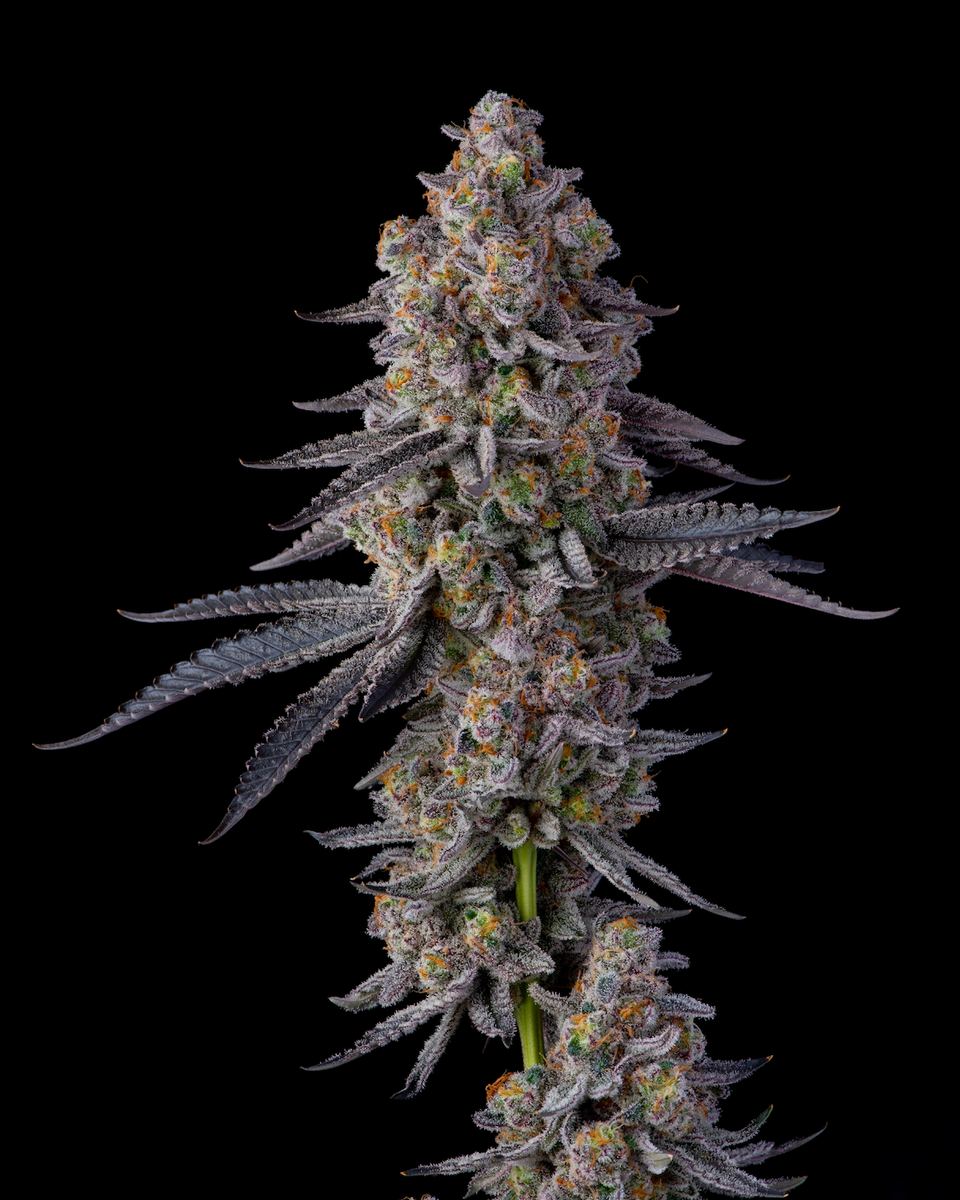 El Chivo from Compound Genetics feminized seeds