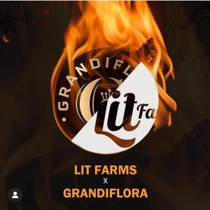 Buy Fire Crotch from Lit Farms & Grandiflora Genetics Seed Bank