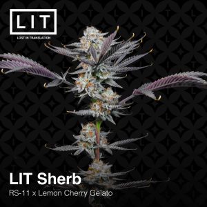 Lit Sherb Feminized Cannabis Seeds by Lit Farms