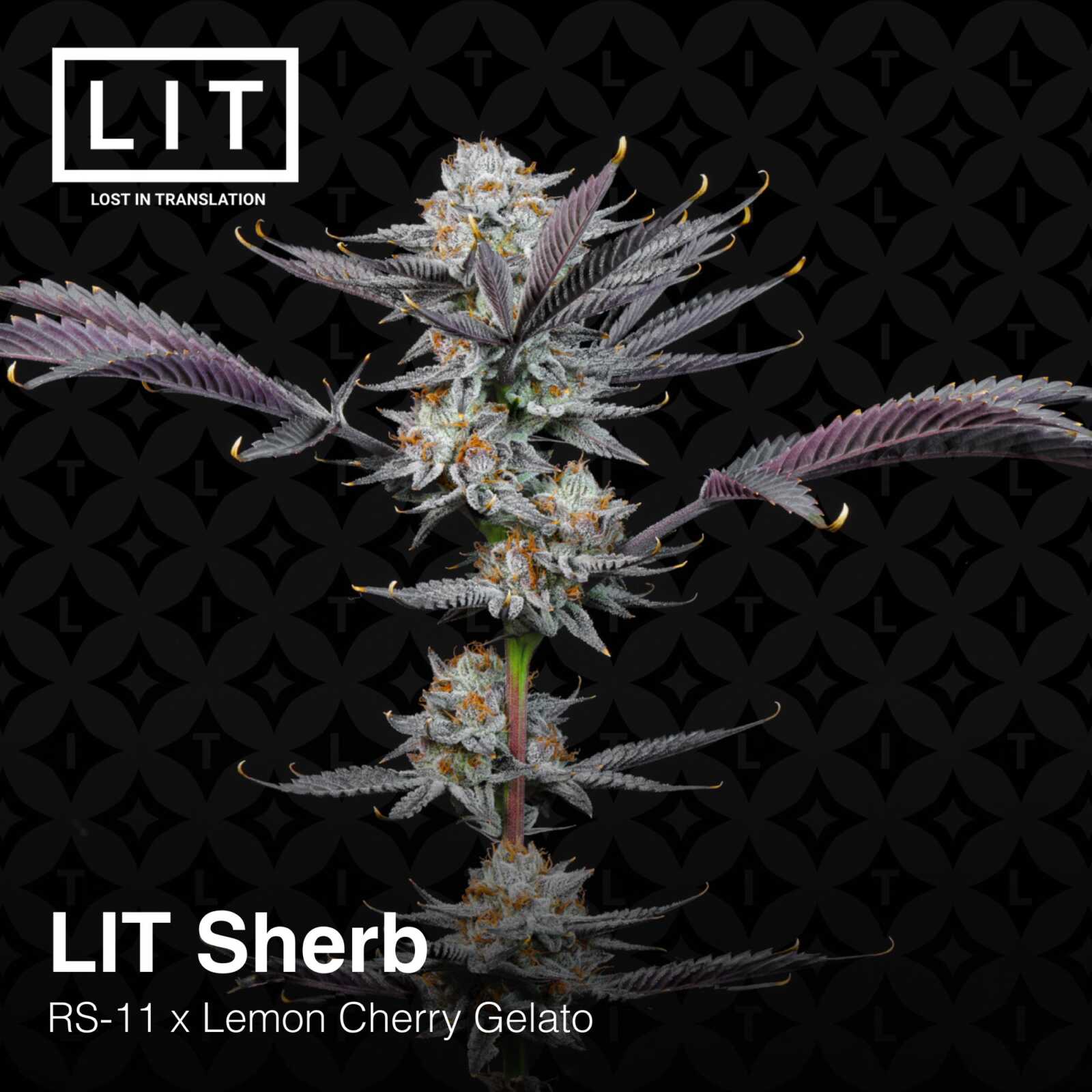Lit Sherb Feminized Cannabis Seeds by Lit Farms