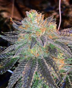 buy auto-flowering cannabis seeds in europe online