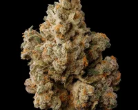 Hemp Cannabis Seeds Europe