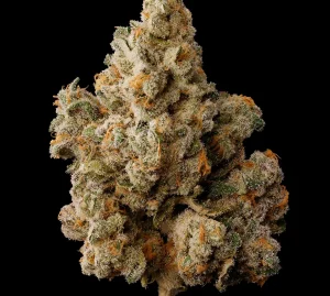 Hemp Cannabis Seeds Europe