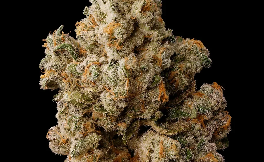 Hemp Cannabis Seeds Europe