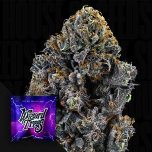 Big Z from Wizard Trees feminized seeds