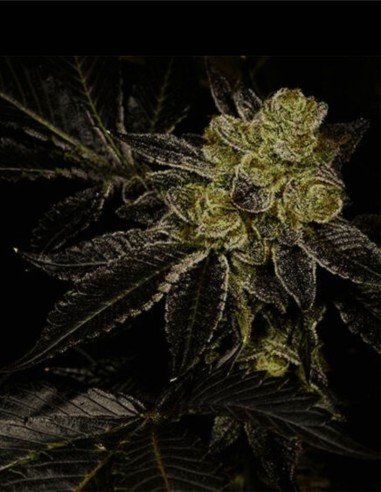 Biohazard from Archive Genetics feminized seeds