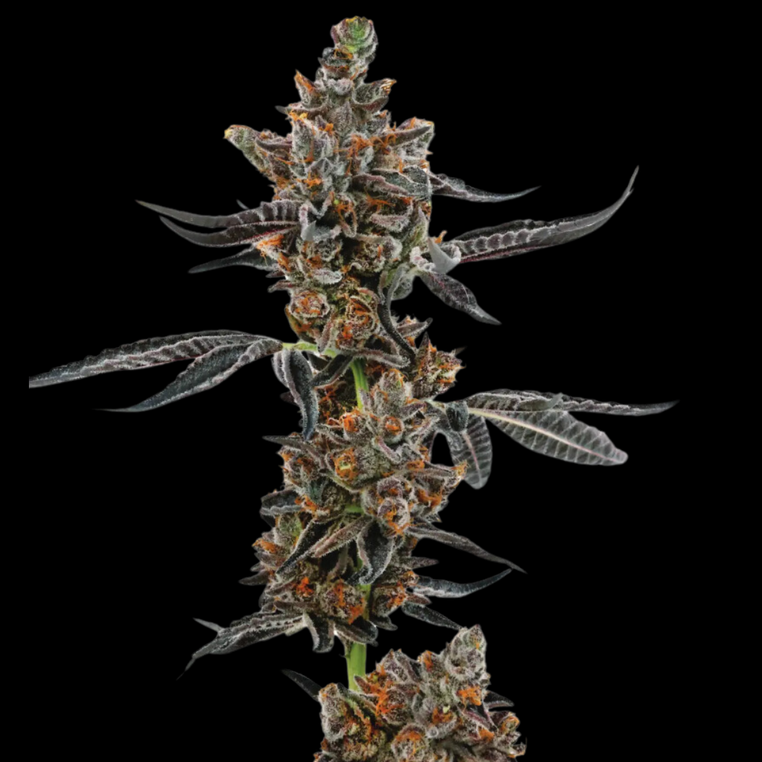 Black Patronus from Exotic Genetix feminized seeds