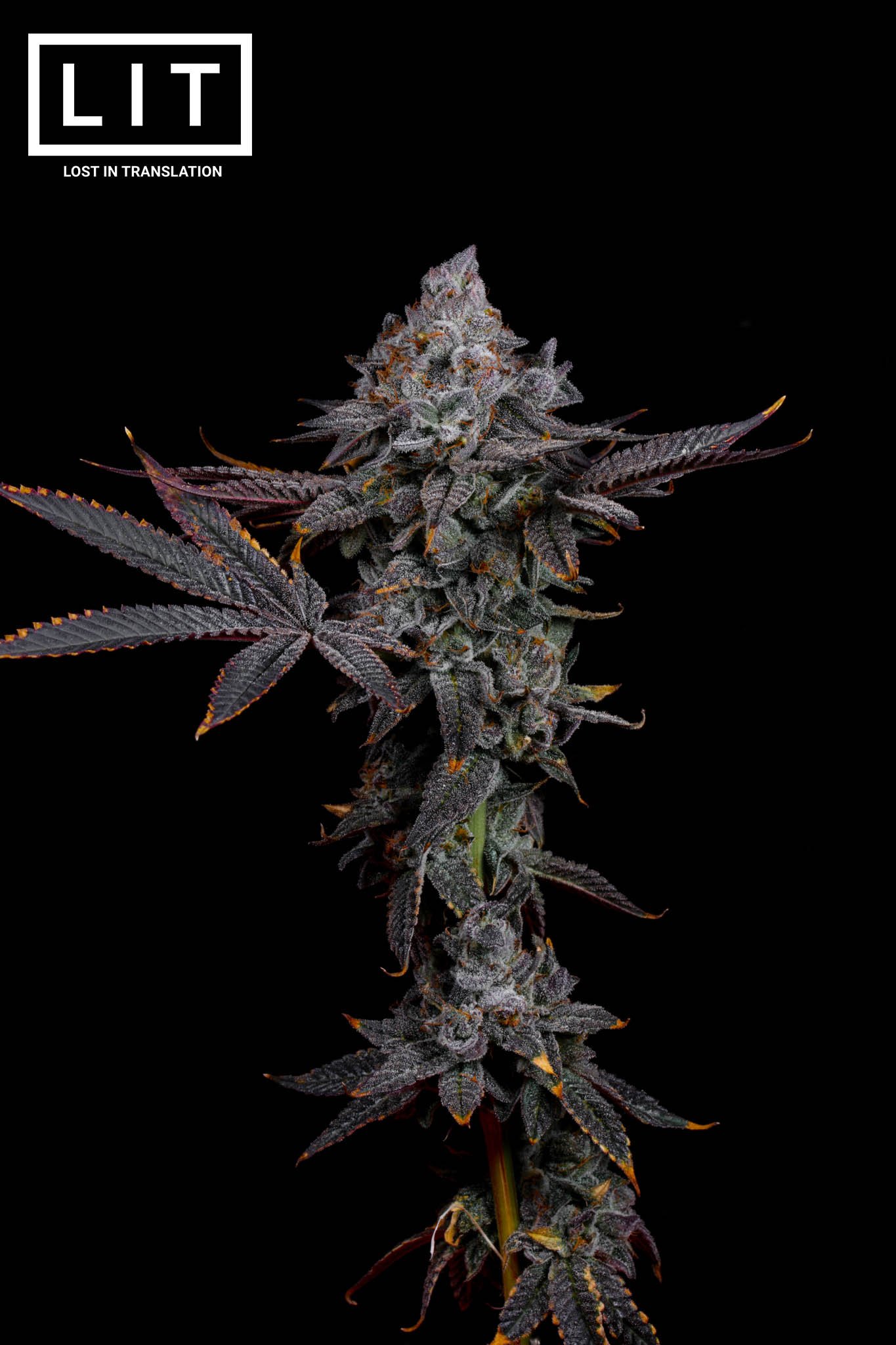 Apple Bananas Zoap from LIT Farms feminized seeds