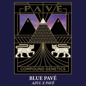 Blue Pavé from Compound Genetics Feminized Seeds