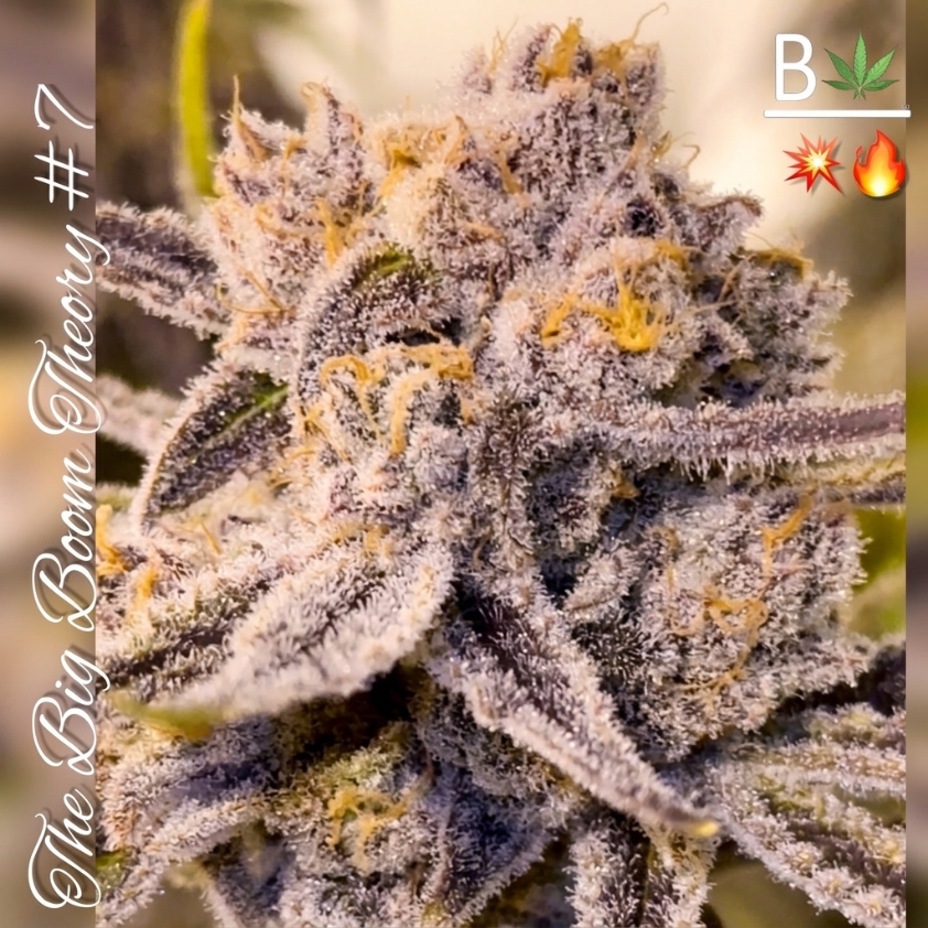 Big Boom Theory from Beleaf Cannabis feminized seeds