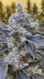 High THC Cannabis Seeds