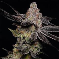 Modified Grapes from Symbiotic Seeds for Sale Online in Europe