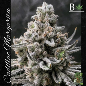 Cadillac Margarita from Beleaf Cannabis feminized seeds