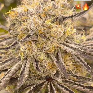 Chestah The Cheetah from Beleaf feminized Seeds