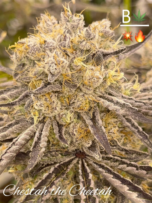 Chestah The Cheetah from Beleaf feminized Seeds