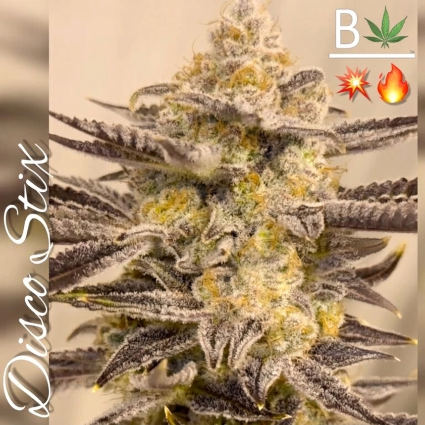 Disco Stix from Beleaf Cannabis feminized seeds