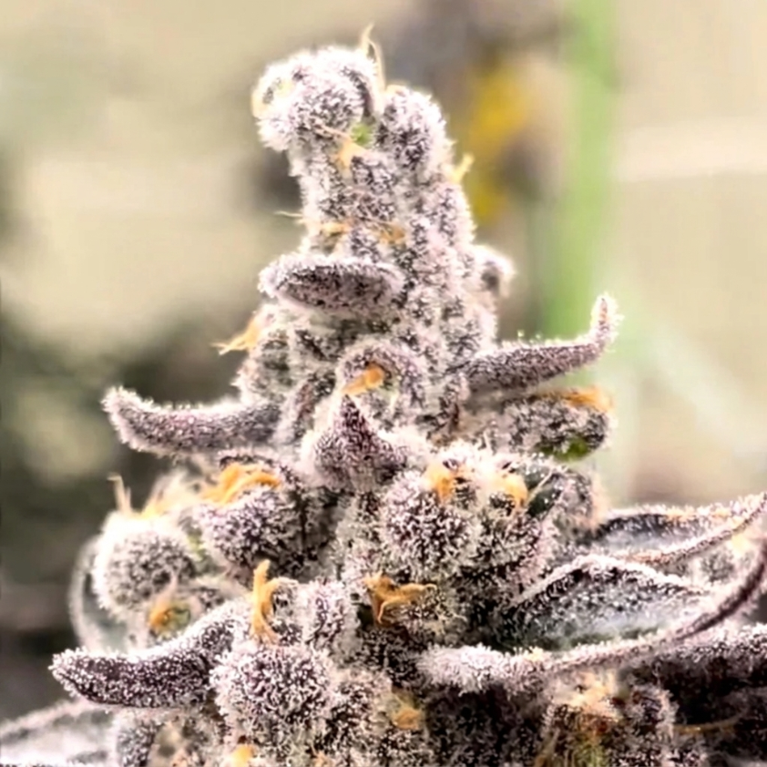 Divine Truffle from Beleaf Cannabis feminized seeds