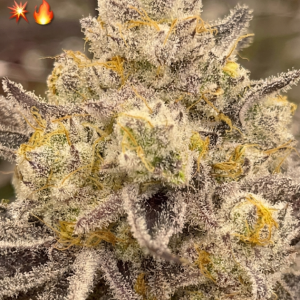 Nine Lions from Beleaf Cannabis feminized seeds