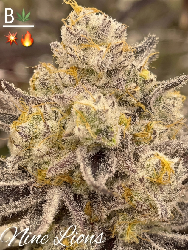 Nine Lions from Beleaf Cannabis feminized seeds