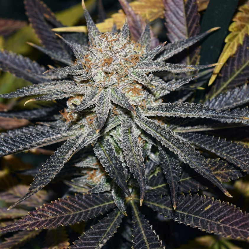 Sour Taffy from Symbiotic Genetics feminized seeds - Image 2