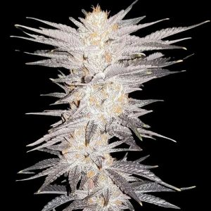 Apple Butter from Starfire Genetics Regular Seeds