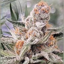 Banana Midori from In House Genetics feminized seeds