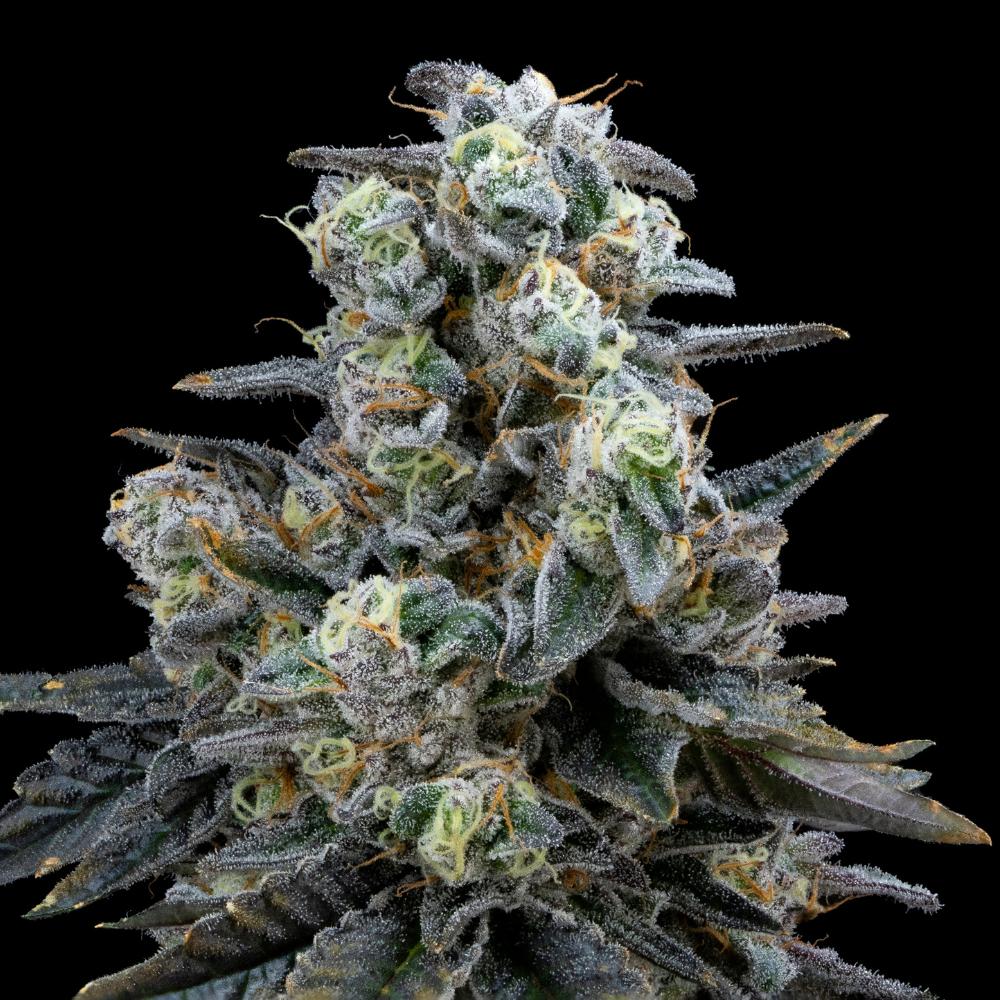 Dosi Pop from Seed Junky Genetics Regular Seeds - Image 2