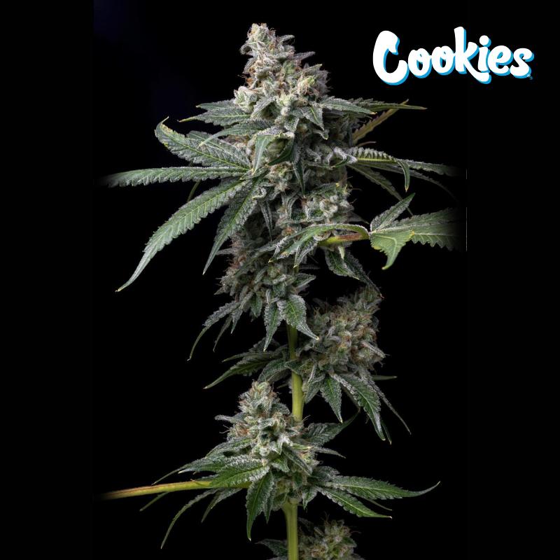 GMO x Hollywood Feminized Seeds from Cookies USA for sale Online