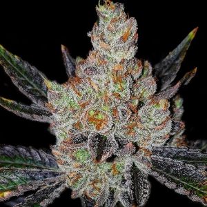10TH Planet R1 from Ethos Genetics Feminized Seeds
