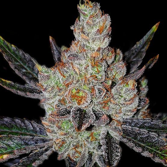 10TH Planet R1 from Ethos Genetics Feminized Seeds