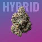 Buy Feminized Auto-feminized & Regular Cannabis Seeds Online