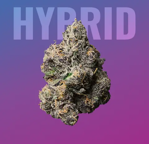 Buy Feminized Auto-feminized & Regular Cannabis Seeds Online