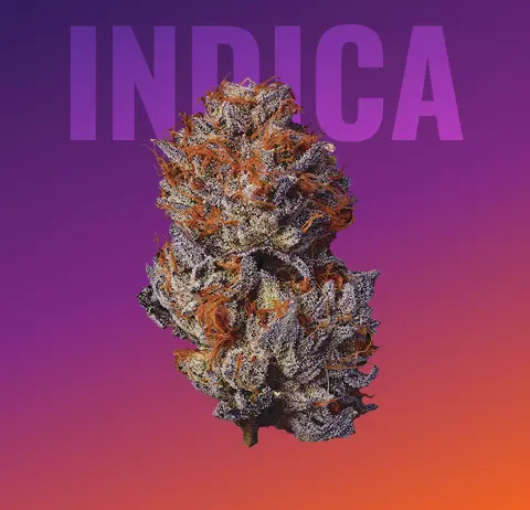 Buy Feminized Auto-feminized & Regular Cannabis Seeds Online
